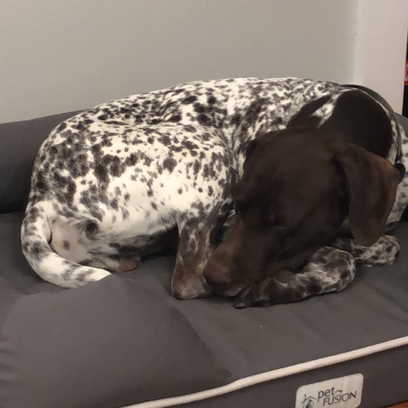 German shorthair pointer socks - 2 pairs - Picture 4 of 4